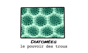 Diatomées&nbsp;: le pouvoir des trous